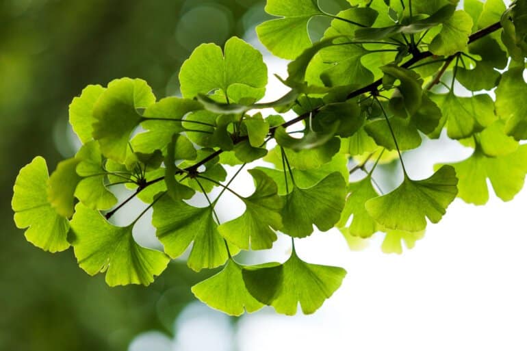 Ginkgo Biloba